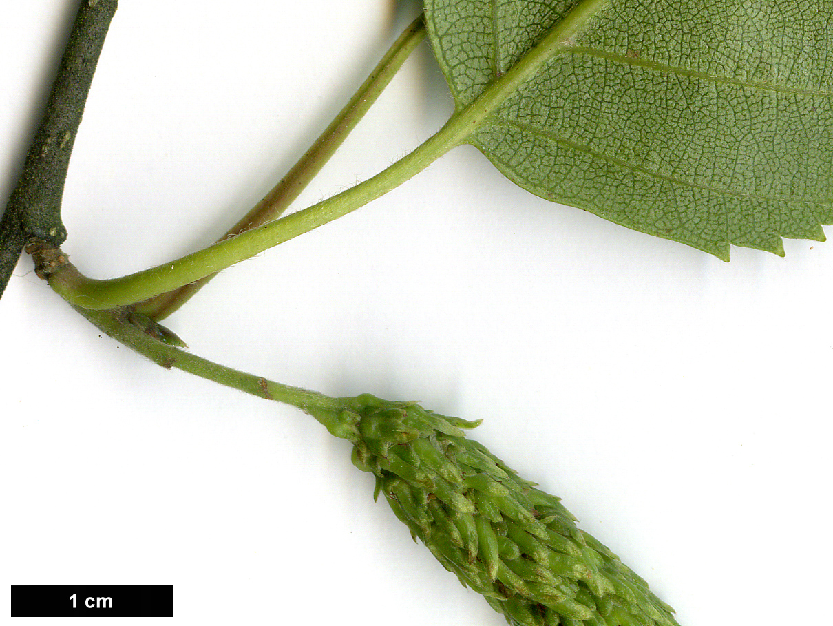High resolution image: Family: Betulaceae - Genus: Betula - Taxon: utilis - SpeciesSub: subsp. jacquemontii 'Doorenbos'